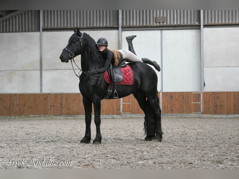 Fries paard Hengst 3 Jaar 165 cm Zwart in Mijnsheerenland