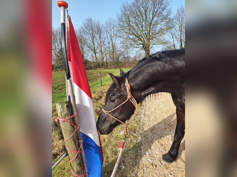 Fries paard Hengst 3 Jaar 165 cm Zwart in Wapse
