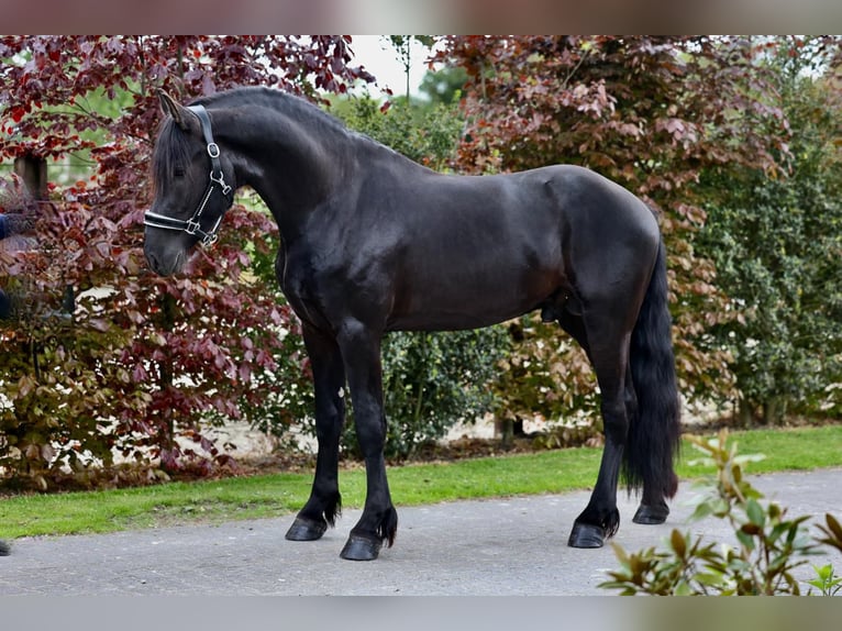Fries paard Hengst 3 Jaar 165 cm Zwart in Wapse
