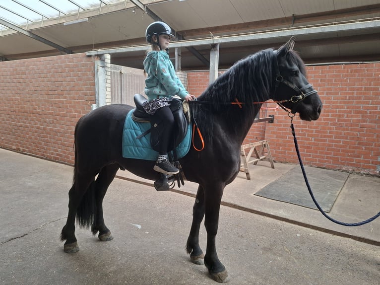 Fries paard Hengst 3 Jaar 165 cm Zwart in Wapse
