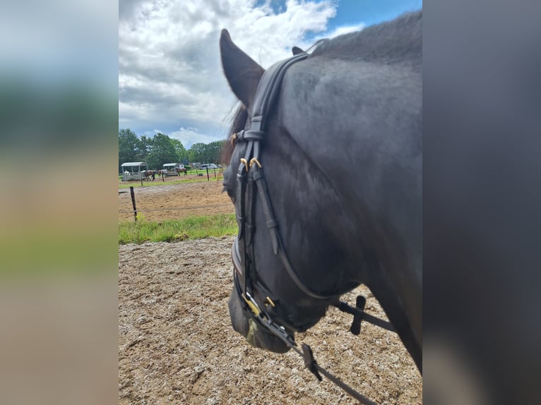 Fries paard Hengst 3 Jaar 165 cm Zwart in Wapse