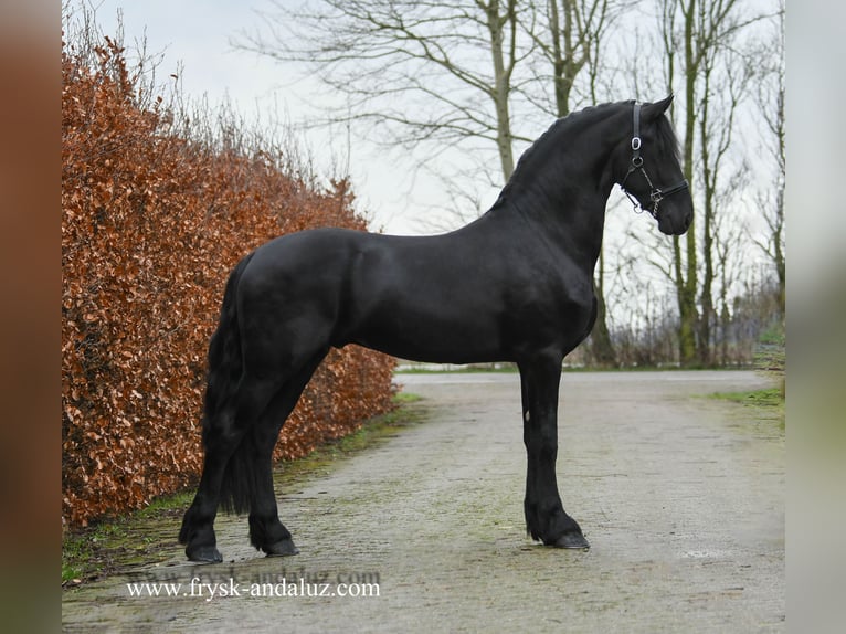 Fries paard Hengst 3 Jaar 165 cm Zwart in mijnsheerenland