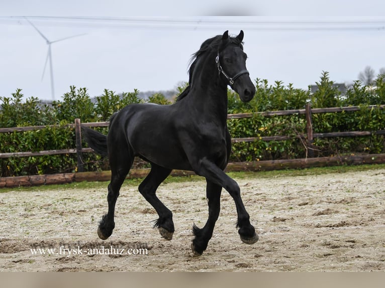 Fries paard Hengst 3 Jaar 165 cm Zwart in mijnsheerenland