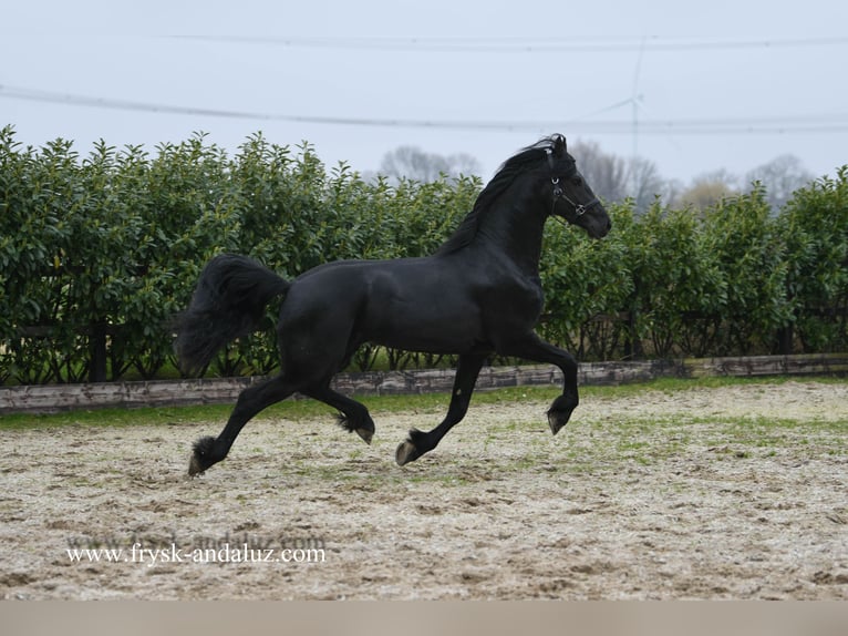 Fries paard Hengst 3 Jaar 165 cm Zwart in Mijnsheerenland