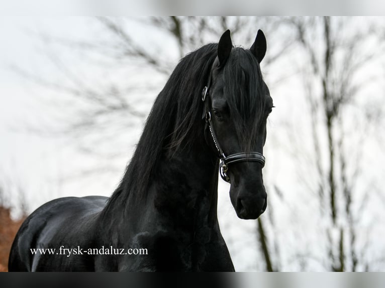 Fries paard Hengst 3 Jaar 165 cm Zwart in Mijnsheerenland