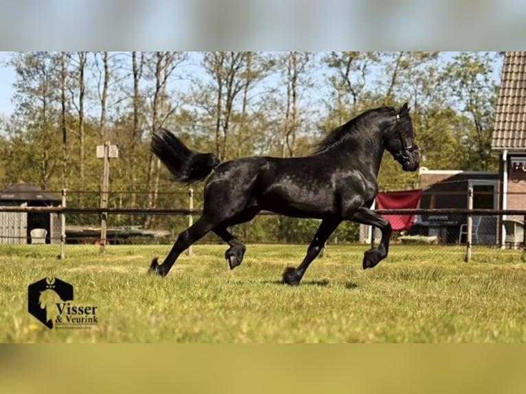 Fries paard Hengst 3 Jaar 165 cm Zwart in Drachten