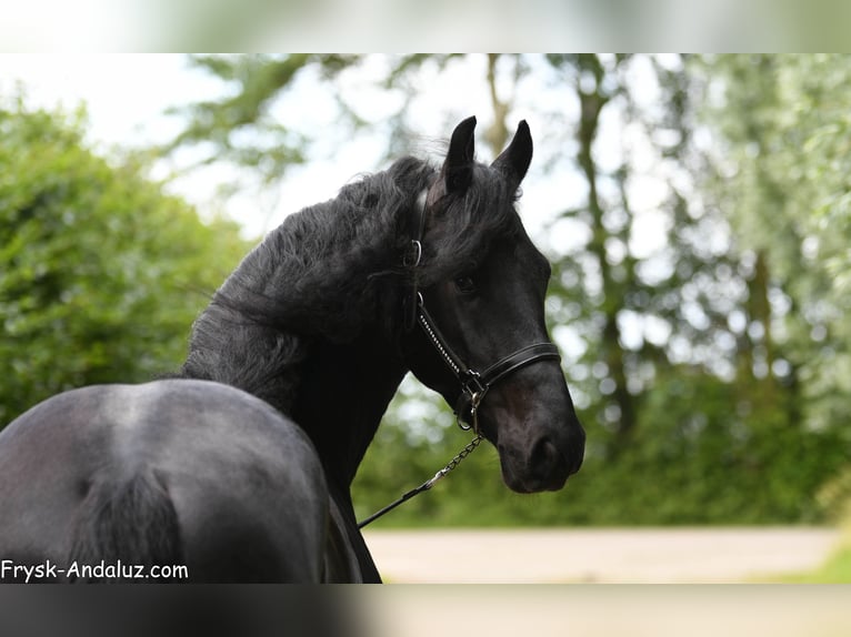 Fries paard Hengst 3 Jaar 165 cm Zwart in Mijnsheerenland