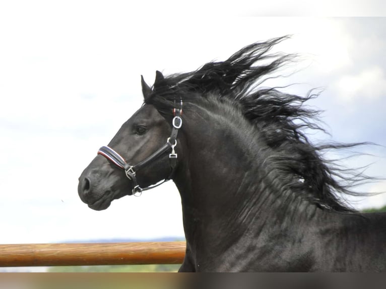 Fries paard Hengst 3 Jaar 166 cm Zwart in Ochtendung