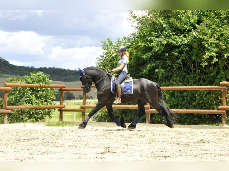 Fries paard Hengst 3 Jaar 166 cm Zwart in Ochtendung