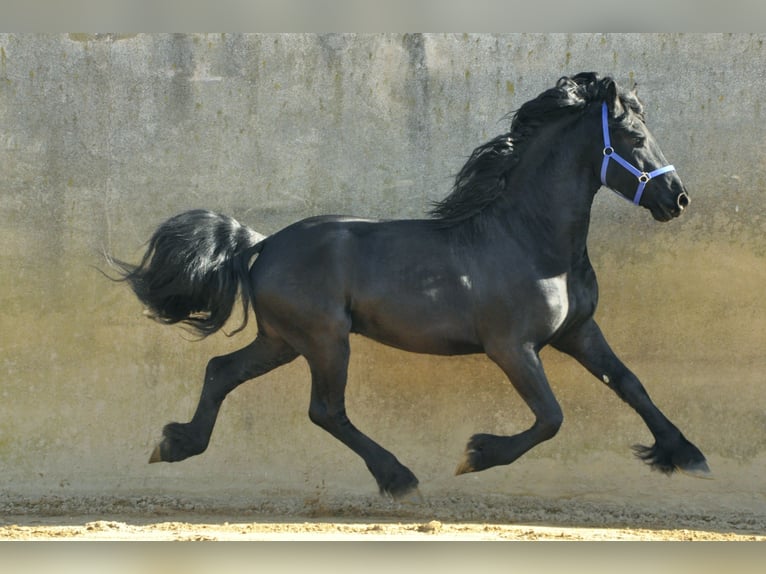 Fries paard Hengst 3 Jaar 166 cm Zwart in Ochtendung