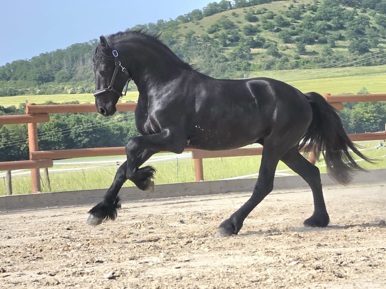 Fries paard Hengst 3 Jaar 166 cm Zwart in Ochtendung