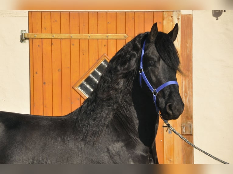 Fries paard Hengst 3 Jaar 166 cm Zwart in Ochtendung