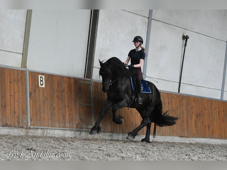 Fries paard Hengst 3 Jaar 166 cm Zwart in Mijnsheerenland