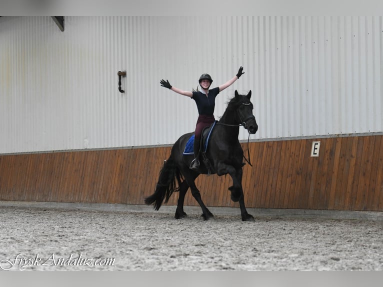 Fries paard Hengst 3 Jaar 166 cm Zwart in Mijnsheerenland