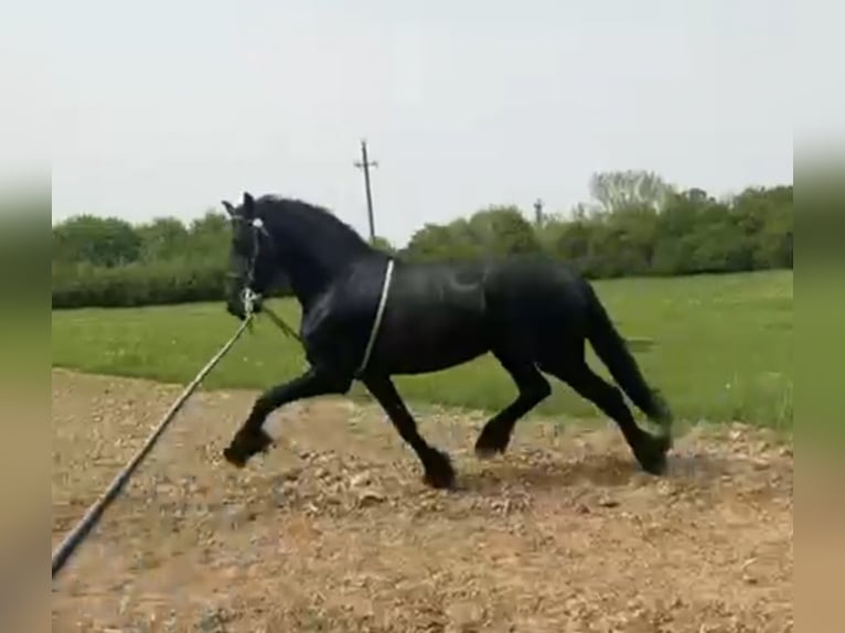 Fries paard Hengst 3 Jaar 166 cm Zwart in Rechnitz