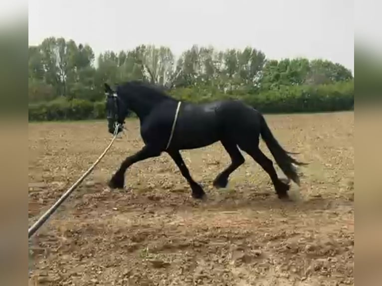 Fries paard Hengst 3 Jaar 166 cm Zwart in Rechnitz
