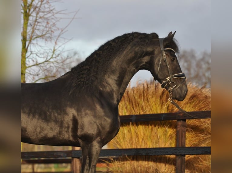 Fries paard Hengst 3 Jaar 167 cm Zwart in Lunteren