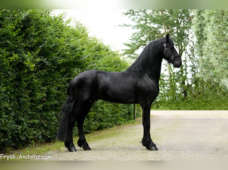 Fries paard Hengst 3 Jaar 167 cm Zwart in Mijnsheerenland
