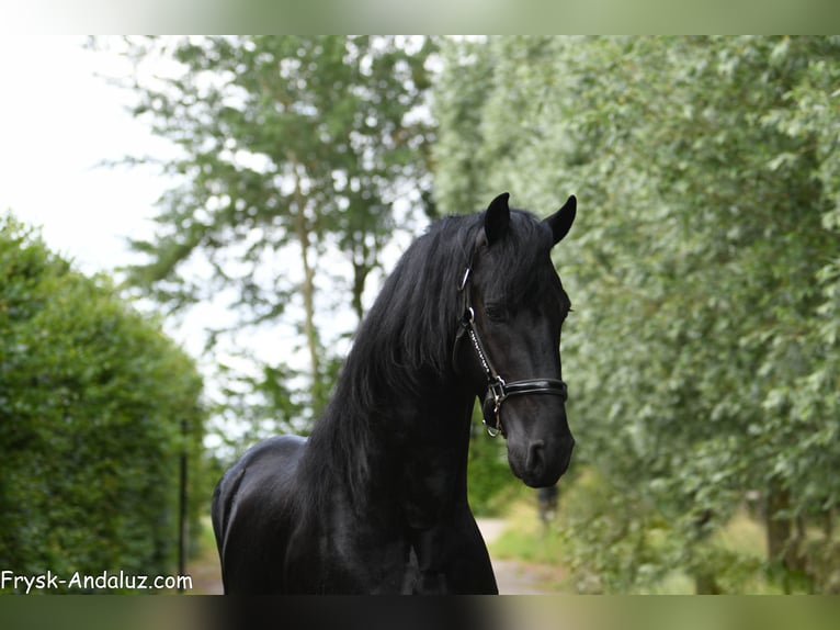 Fries paard Hengst 3 Jaar 167 cm Zwart in Mijnsheerenland