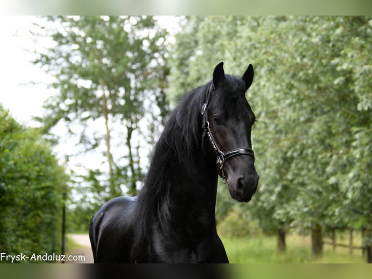 Fries paard Hengst 3 Jaar 167 cm Zwart in Mijnsheerenland