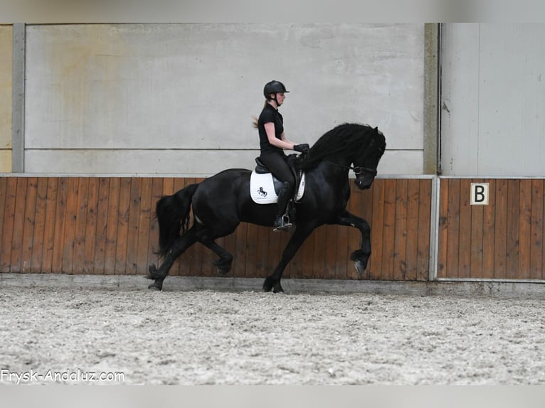 Fries paard Hengst 3 Jaar 167 cm Zwart in Mijnsheerenland