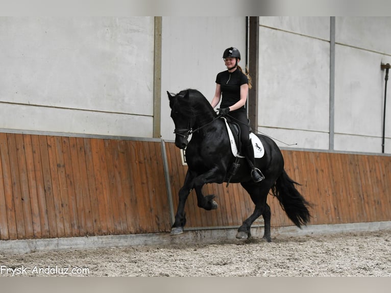 Fries paard Hengst 3 Jaar 167 cm Zwart in Mijnsheerenland