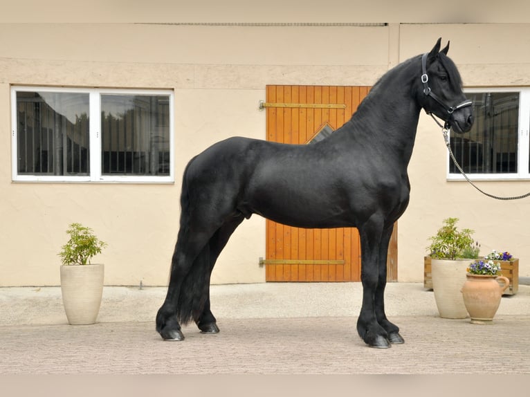 Fries paard Hengst 3 Jaar 167 cm Zwart in Ochtendung