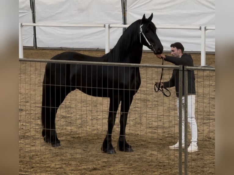 Fries paard Hengst 3 Jaar 168 cm Zwart in Lippetal