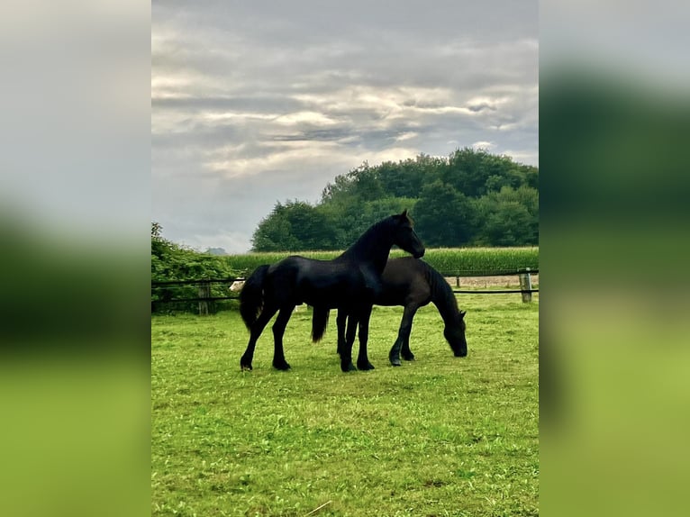 Fries paard Hengst 3 Jaar 168 cm Zwart in Lippetal