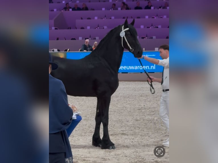 Fries paard Hengst 3 Jaar 168 cm Zwart in Lippetal