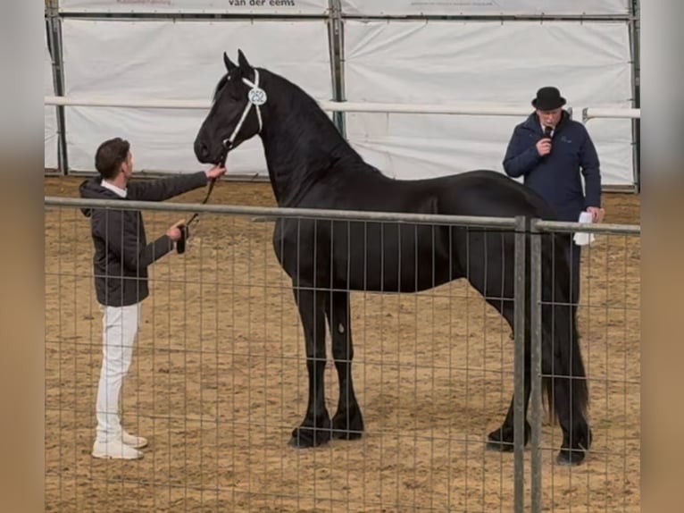 Fries paard Hengst 3 Jaar 168 cm Zwart in Lippetal