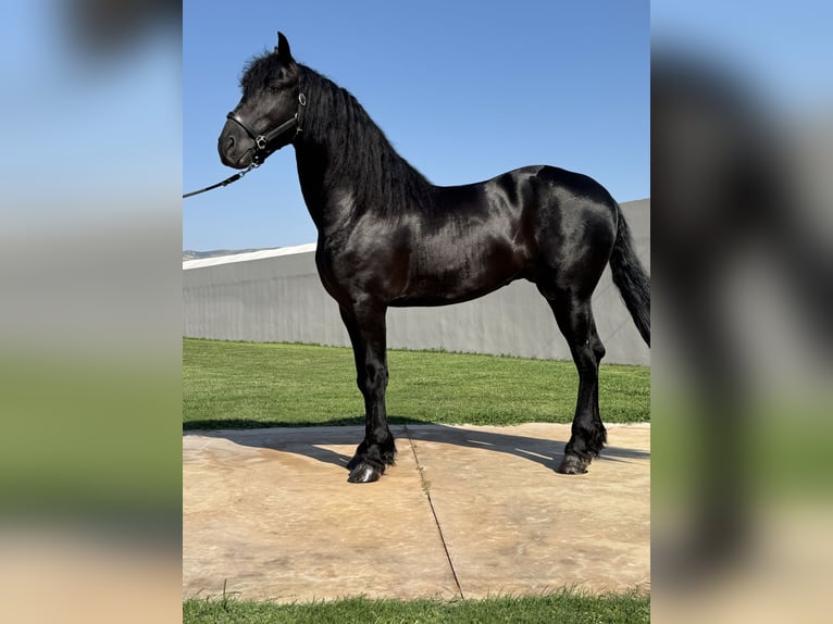 Fries paard Hengst 3 Jaar 168 cm Zwart in &#x386;&#x3C1;&#x3B3;&#x3BF;&#x3C2;