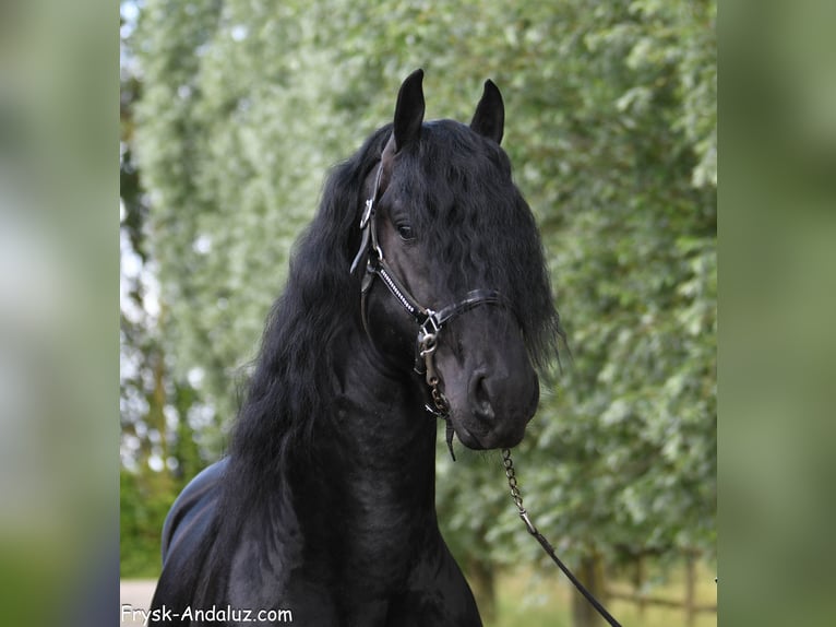 Fries paard Hengst 3 Jaar 168 cm Zwart in Mijnsheerenland