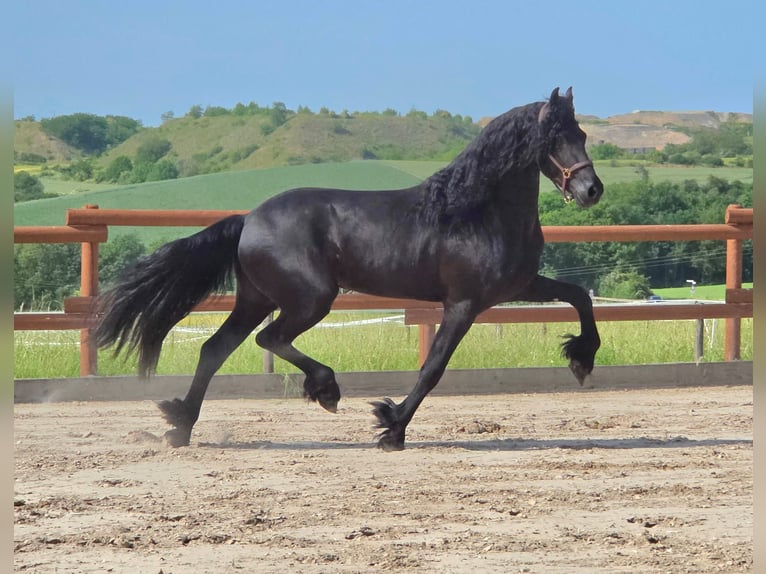 Fries paard Hengst 3 Jaar 168 cm Zwart in Ochtendung