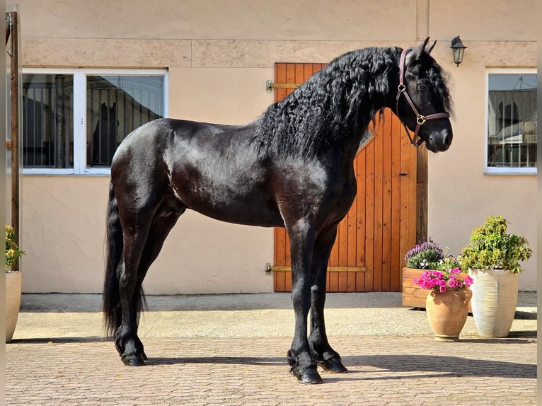 Fries paard Hengst 3 Jaar 168 cm Zwart in Ochtendung