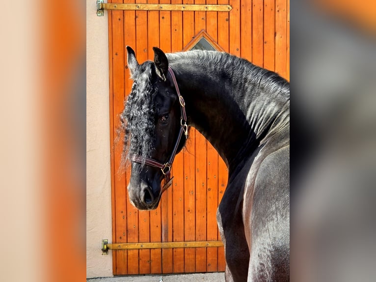 Fries paard Hengst 3 Jaar 168 cm Zwart in Ochtendung
