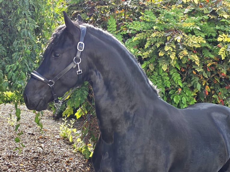 Fries paard Hengst 3 Jaar 168 cm Zwart in Ochtendung