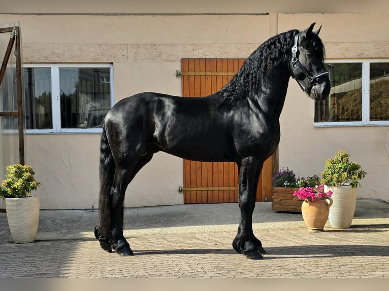 Fries paard Hengst 3 Jaar 168 cm Zwart in Ochtendung
