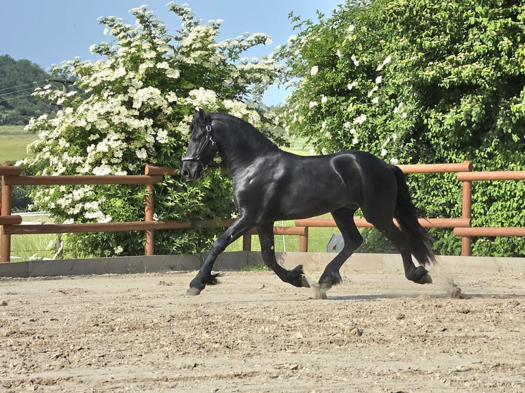 Fries paard Hengst 3 Jaar 168 cm Zwart in Ochtendung