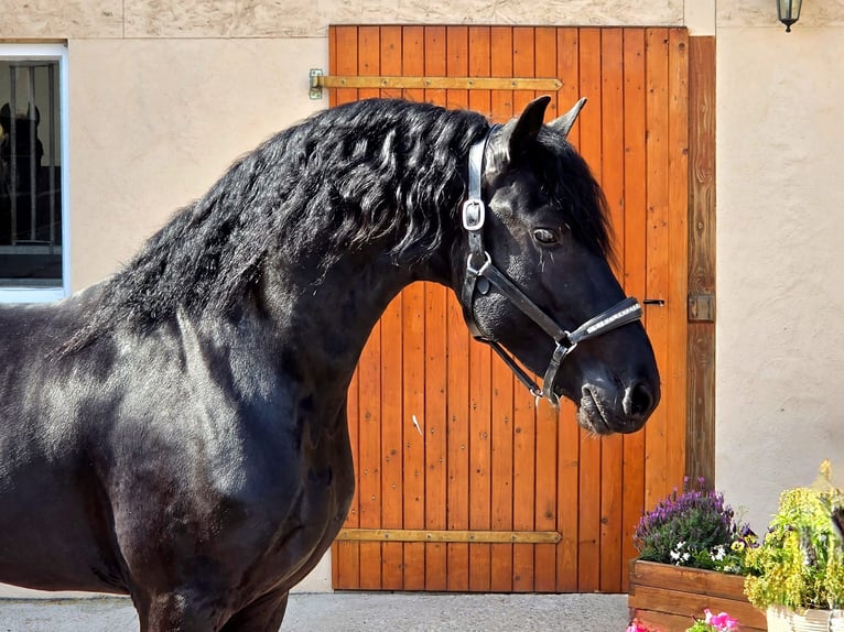 Fries paard Hengst 3 Jaar 168 cm Zwart in Ochtendung