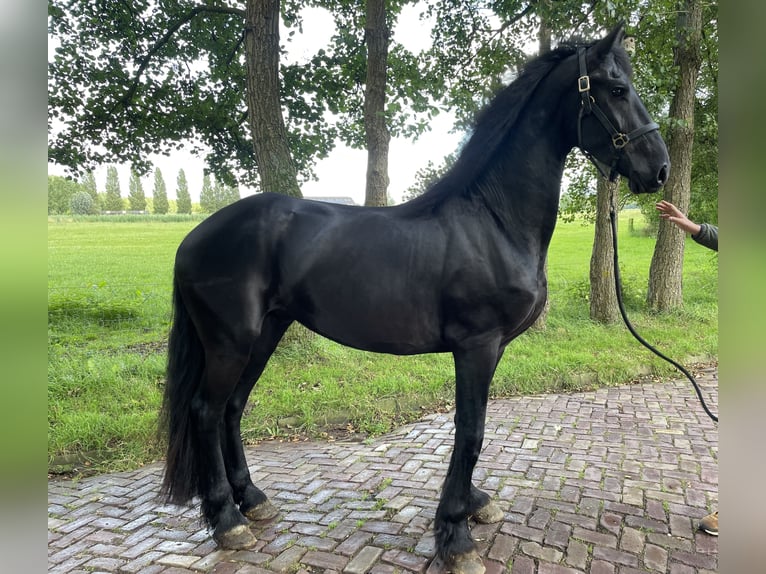 Fries paard Hengst 3 Jaar 168 cm Zwart in Spijk