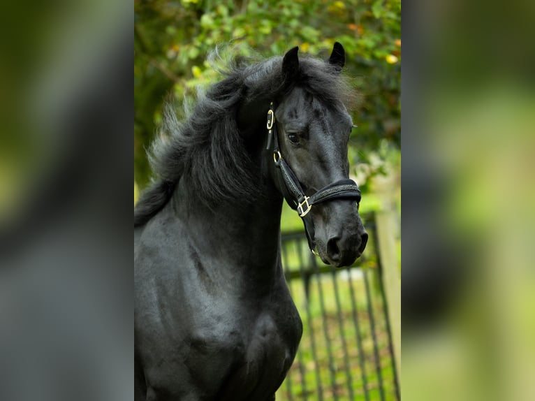 Fries paard Hengst 3 Jaar 168 cm Zwart in Spijk