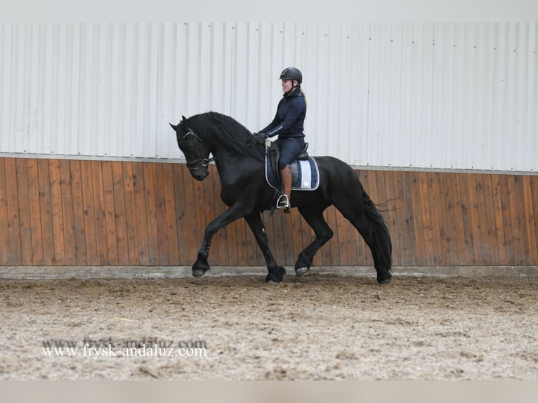 Fries paard Hengst 3 Jaar 168 cm Zwart in Mijnsheerenland