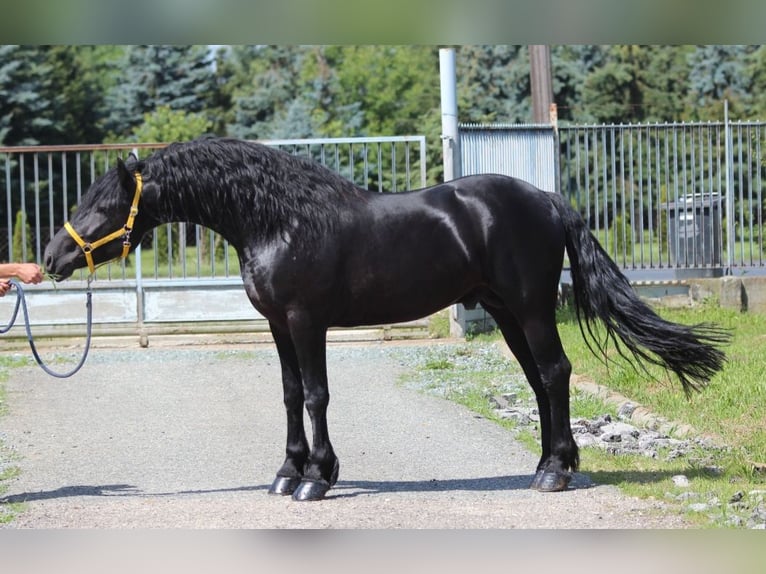 Fries paard Hengst 3 Jaar 168 cm Zwart in Rechnitz