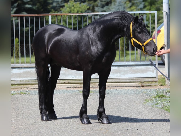 Fries paard Hengst 3 Jaar 168 cm Zwart in Rechnitz