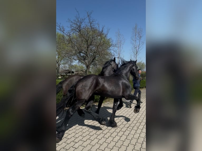 Fries paard Hengst 3 Jaar 170 cm  in München