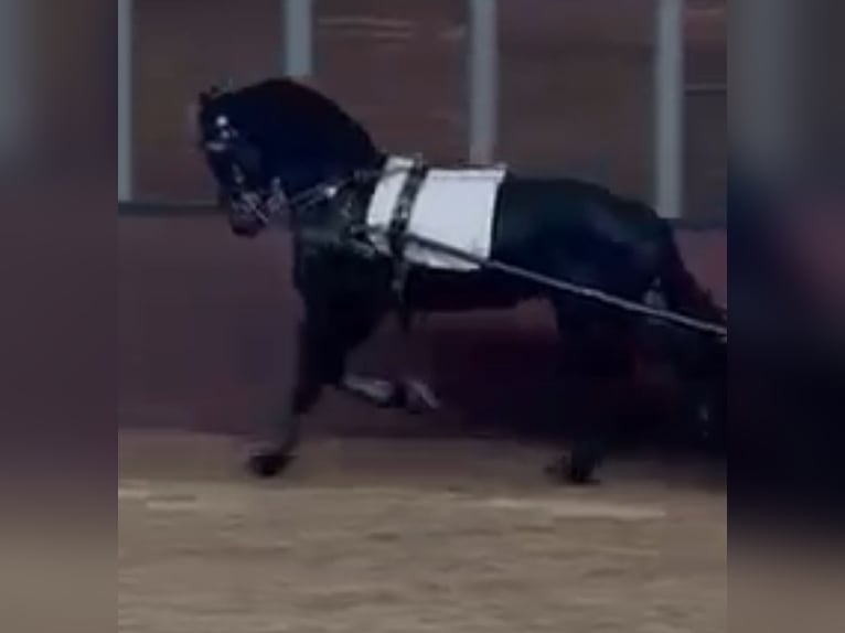 Fries paard Hengst 3 Jaar 170 cm Zwart in Drachten