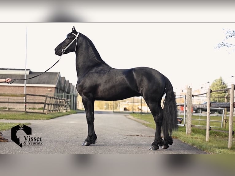 Fries paard Hengst 3 Jaar 170 cm Zwart in Drachten