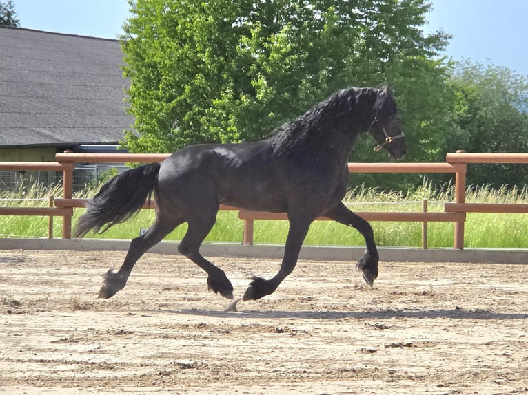 Fries paard Hengst 3 Jaar 170 cm Zwart in Ochtendung