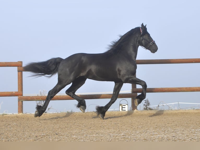 Fries paard Hengst 3 Jaar 171 cm Zwart in Ochtendung